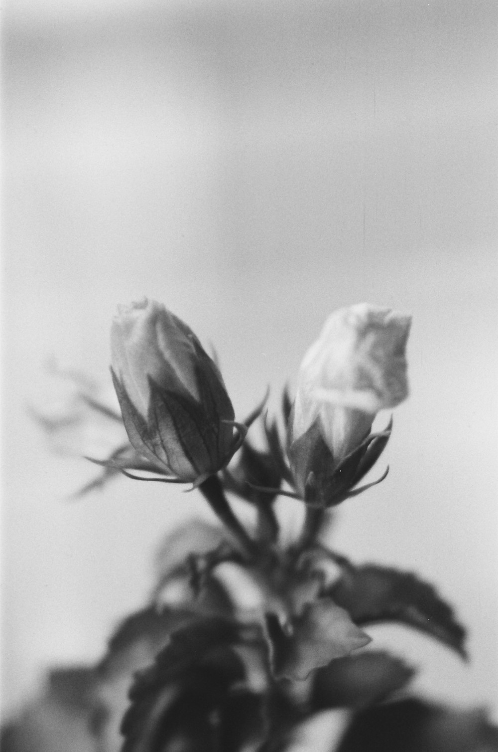 a black and white photo of two roses