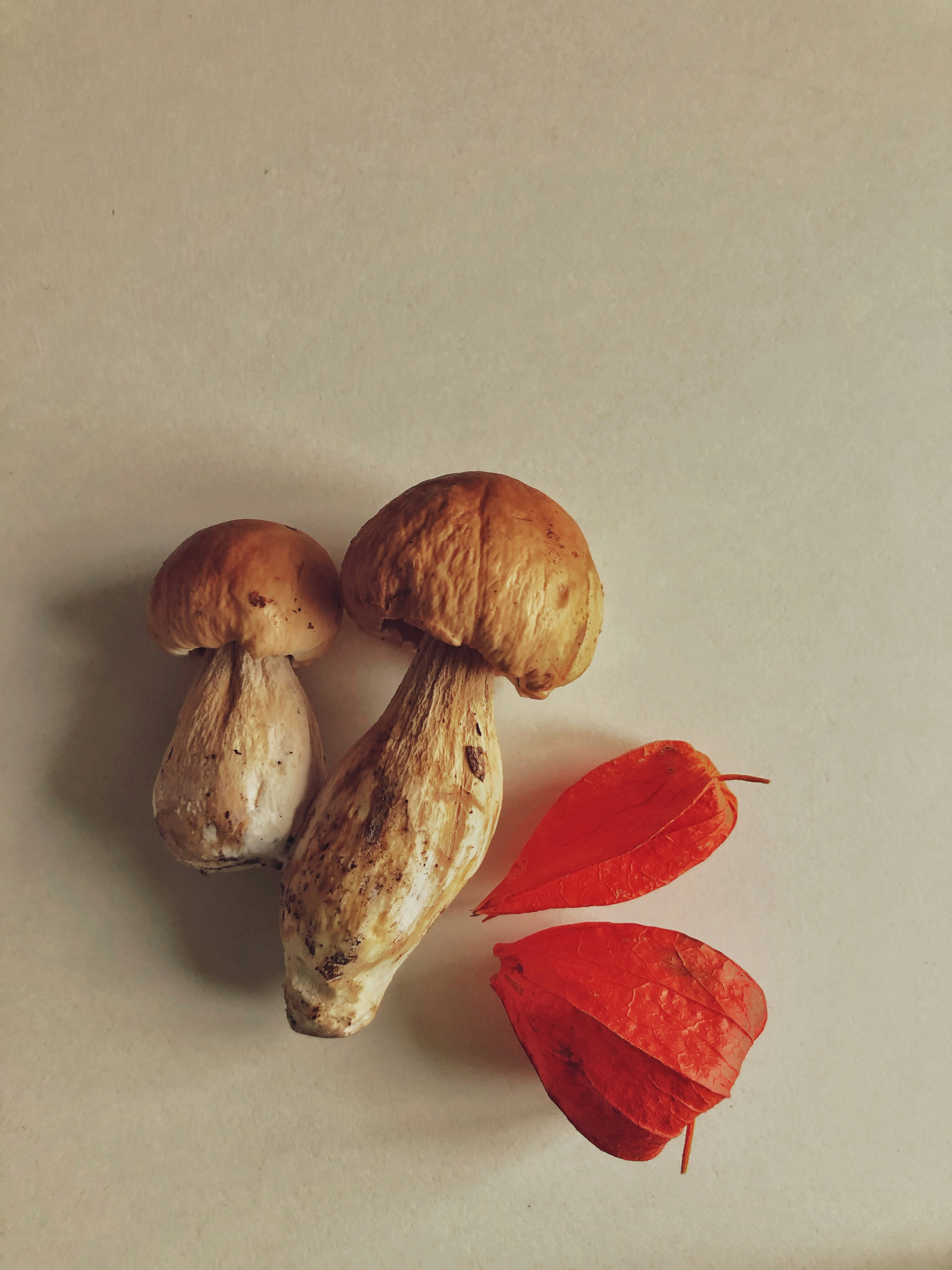 a group of mushrooms sitting on top of a table