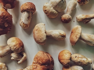 Several mushrooms are scattered across a smooth, light-colored surface. The mushrooms have light brown caps and white stems, with some dark spots and textures visible, suggesting they are fresh.