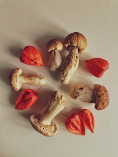 An artistic arrangement of elixir ingredients including mushrooms and herbs.