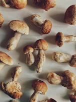 A group of students gathered around a table, examining different mushroom species and cultivation materials.