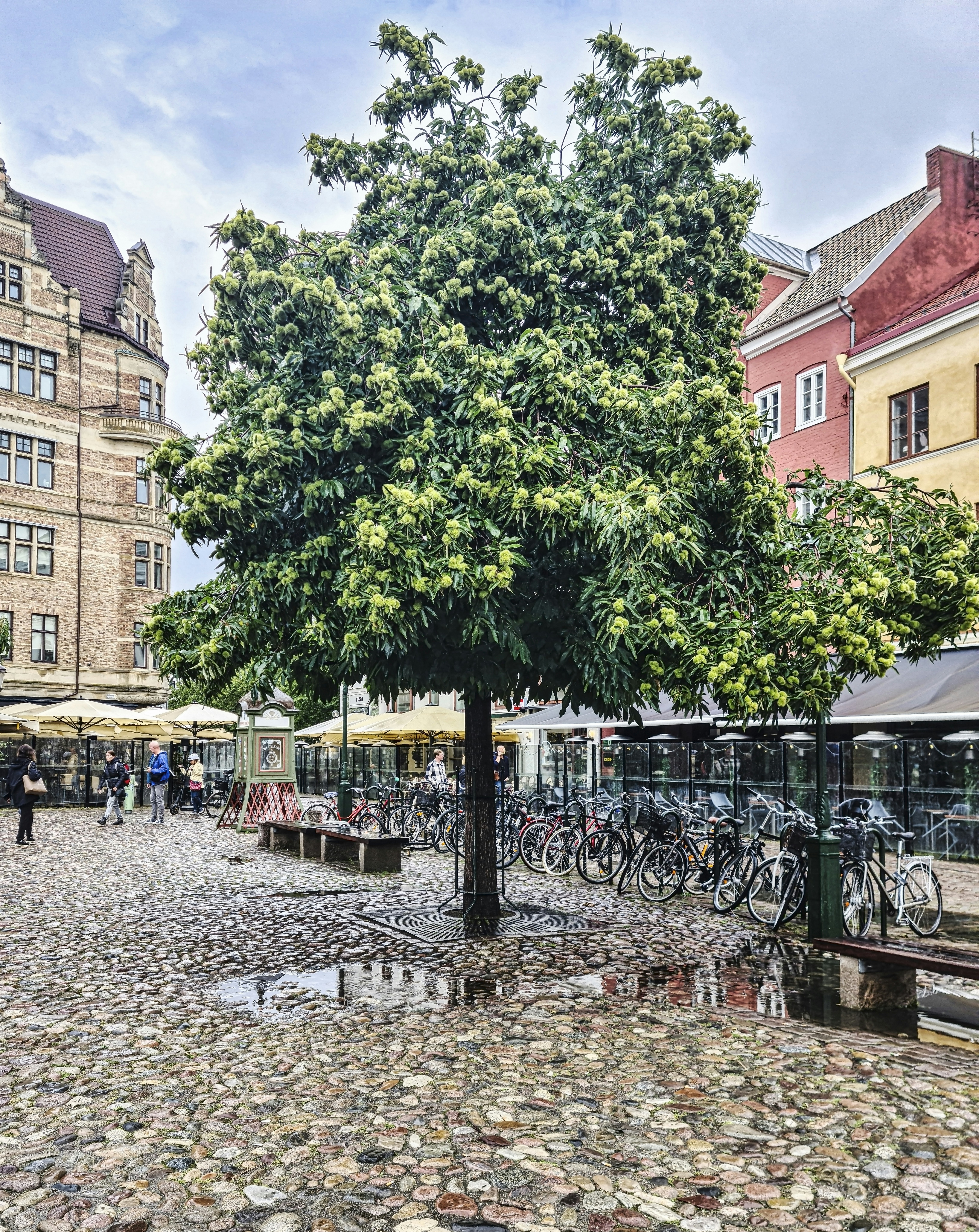 a tree in the middle of a cobblestone street