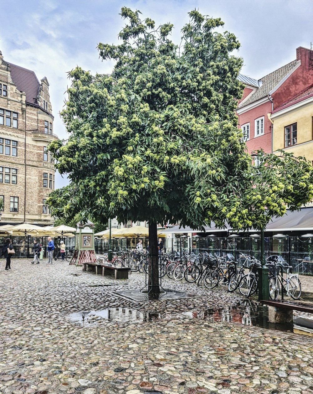 a tree in the middle of a cobblestone street