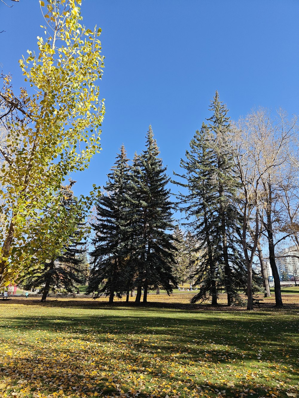 a grassy field with trees and a building in the background