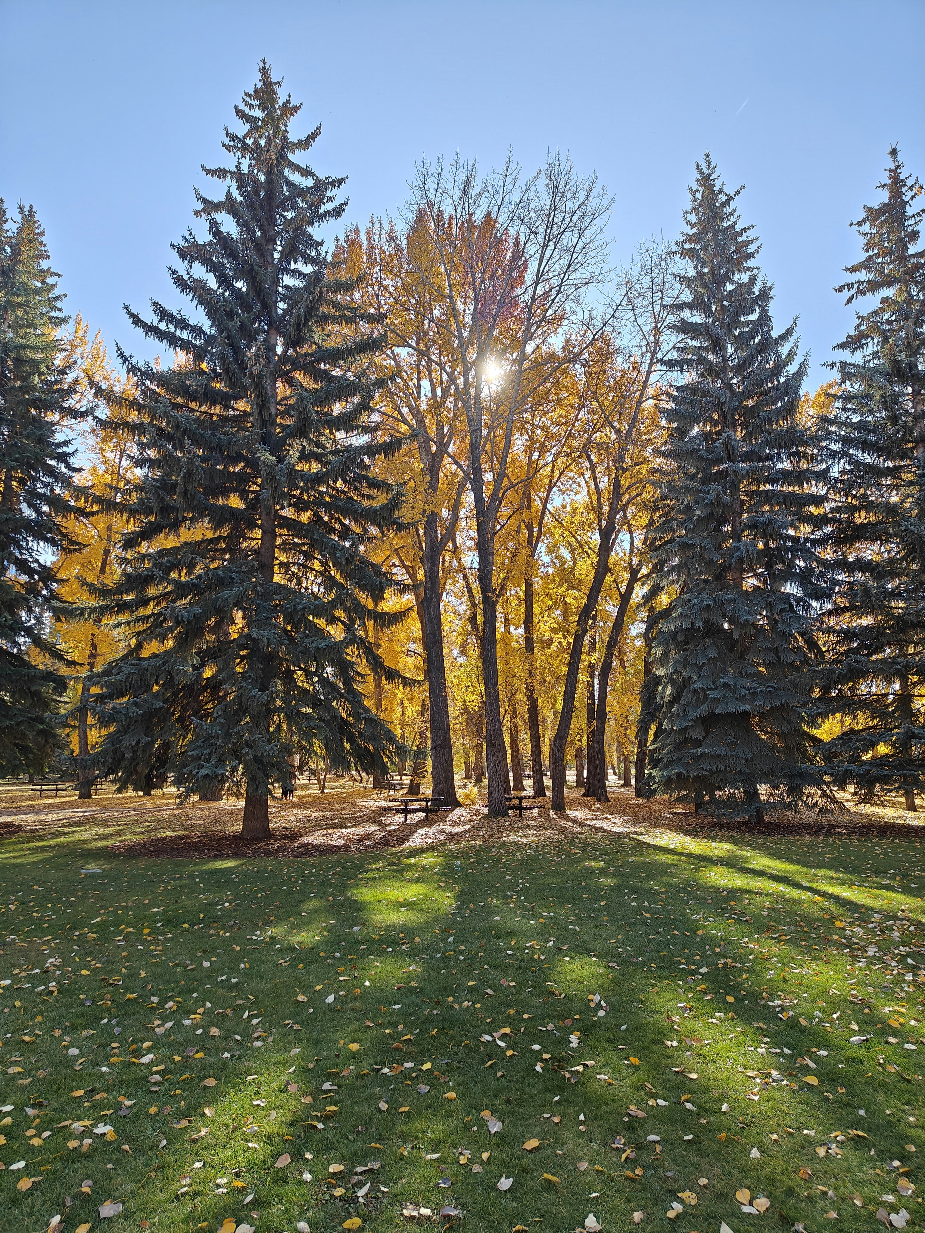 ein grasbewachsenes Feld mit Bäumen im Hintergrund