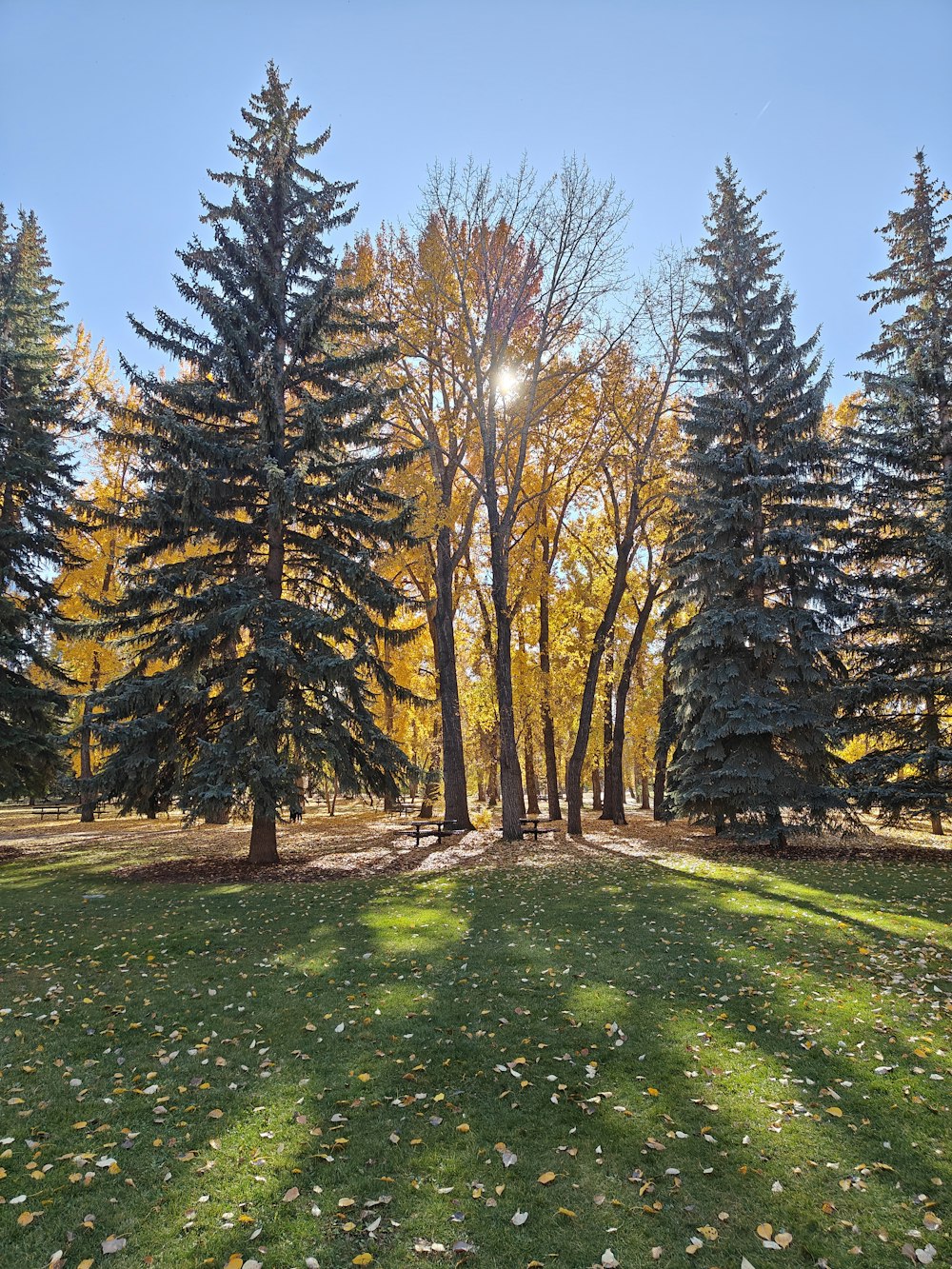 a grassy field with trees in the background