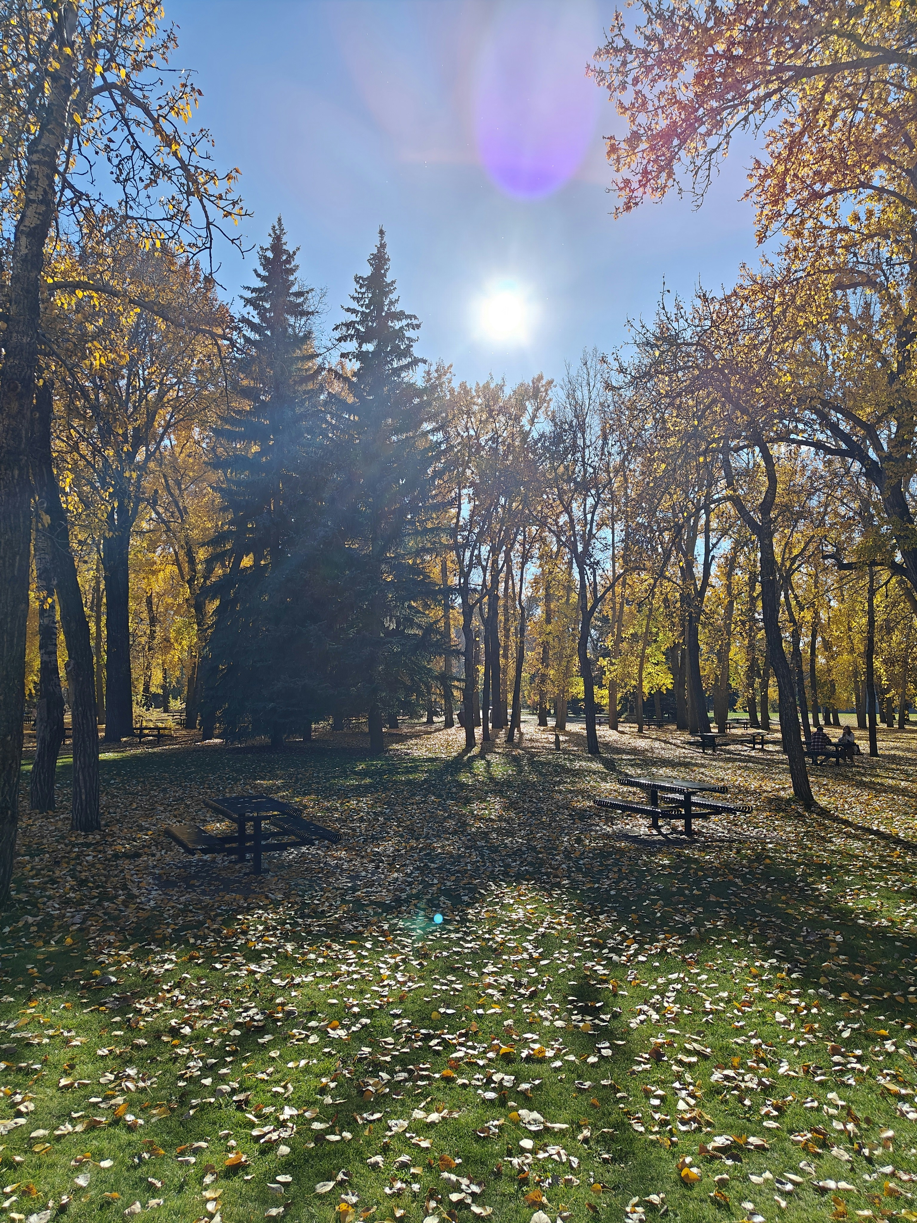 Die Sonne scheint durch die Bäume im Park
