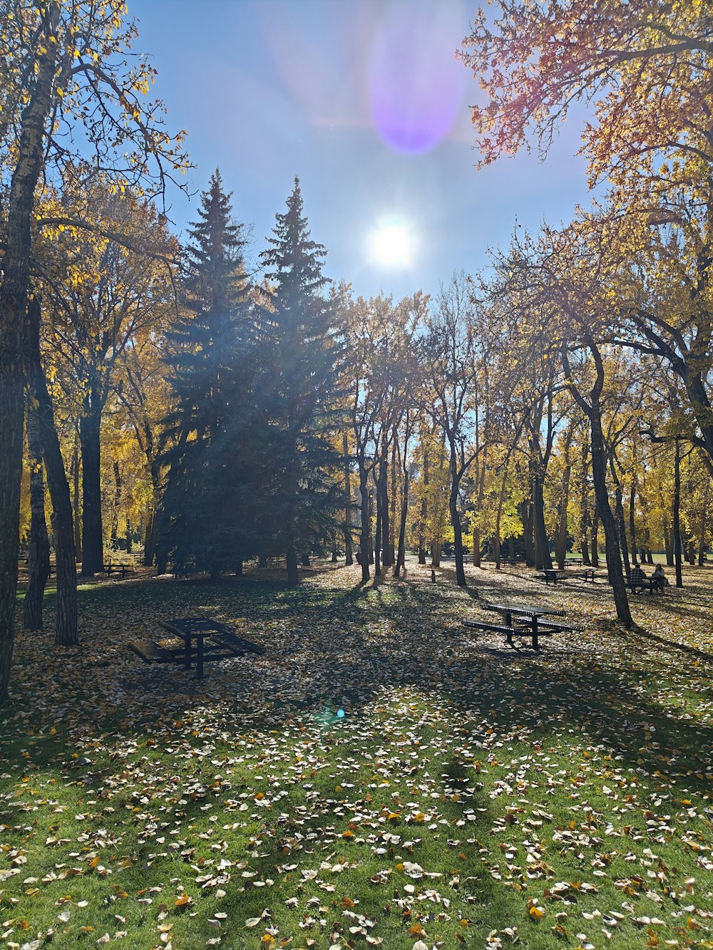 the sun is shining through the trees in the park