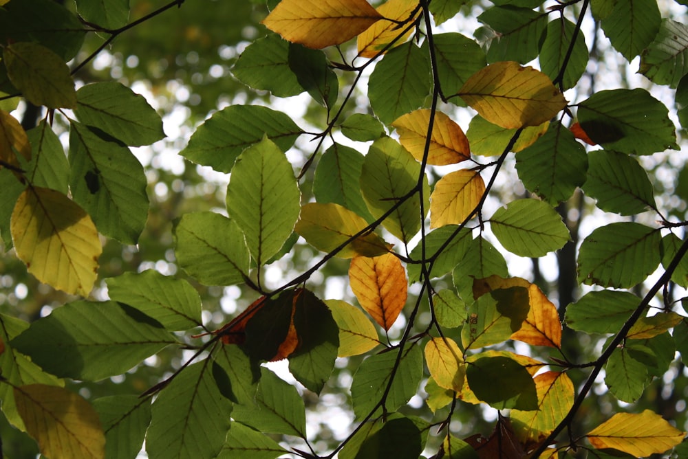 the leaves of a tree are changing colors