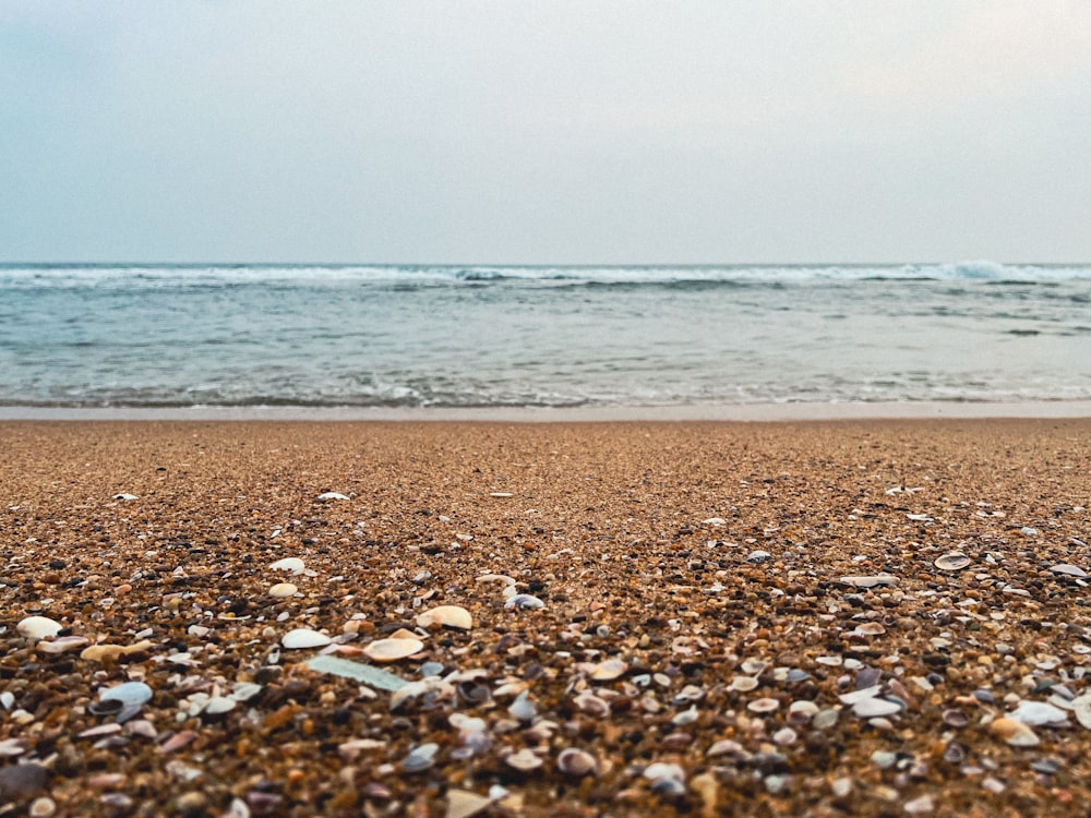 a close up of shells on a beach near the ocean