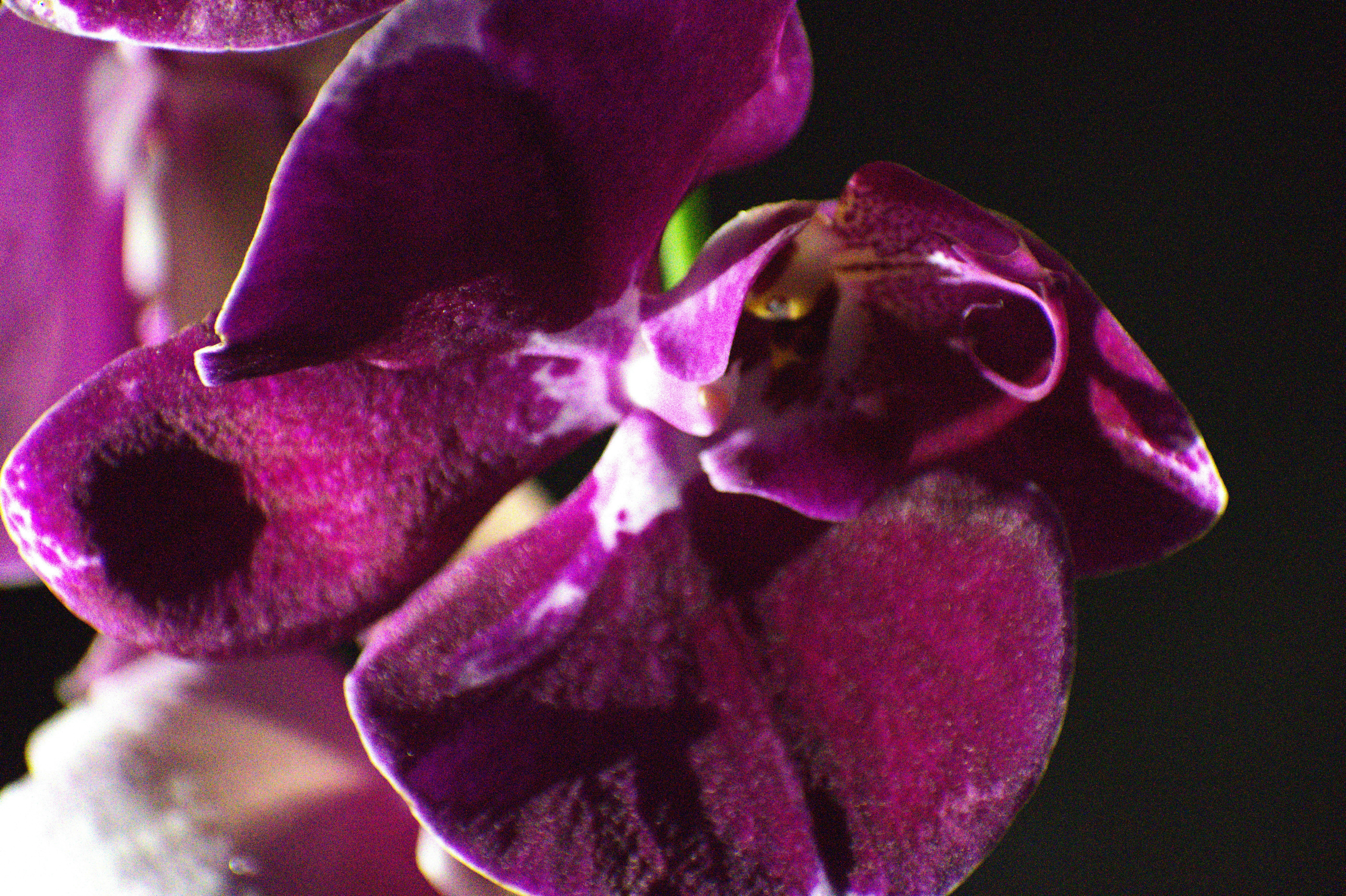 a close up of a purple flower with a black background