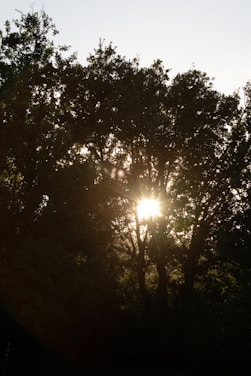 the sun is shining through the trees in the forest
