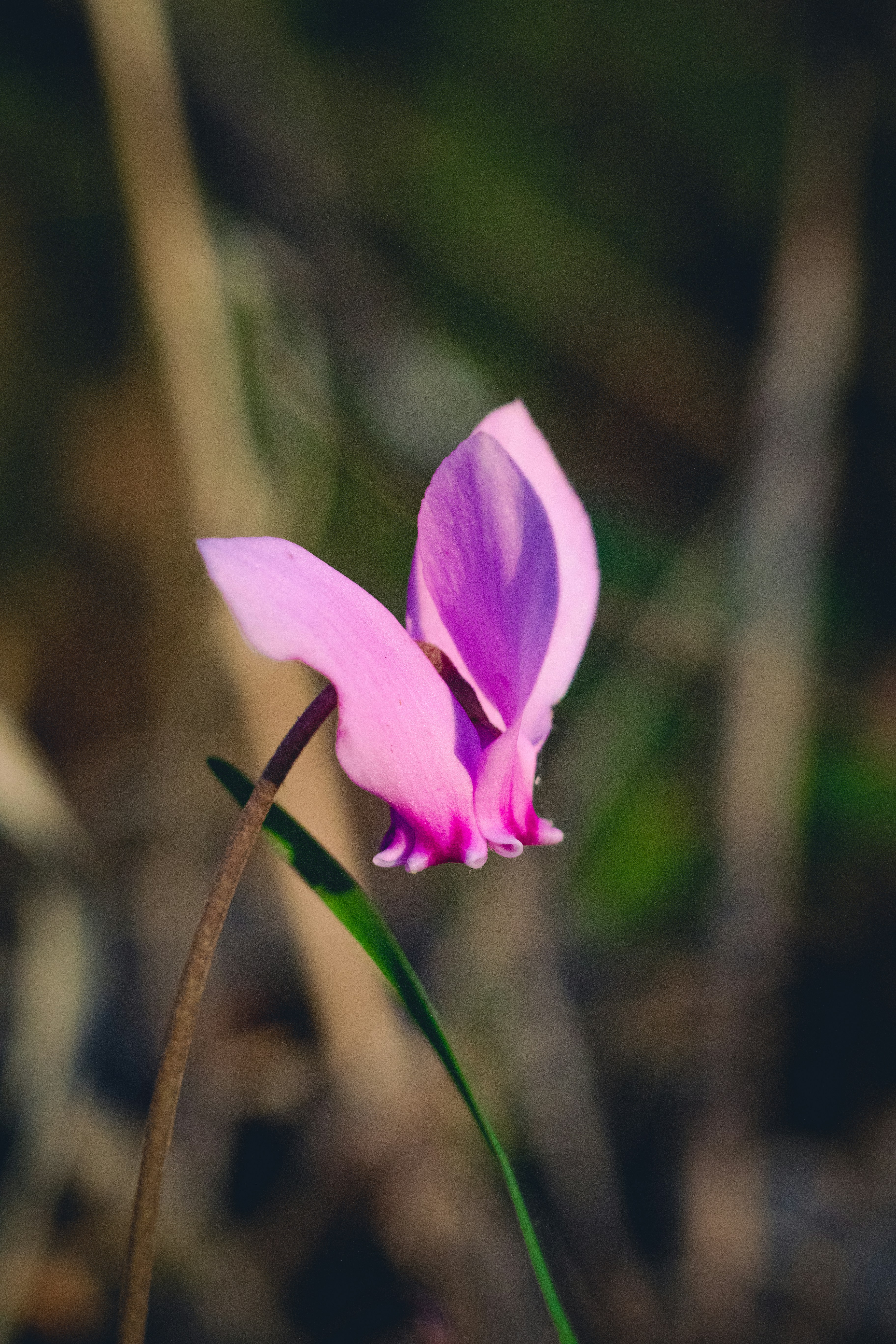 Photo by mattia_poli_04