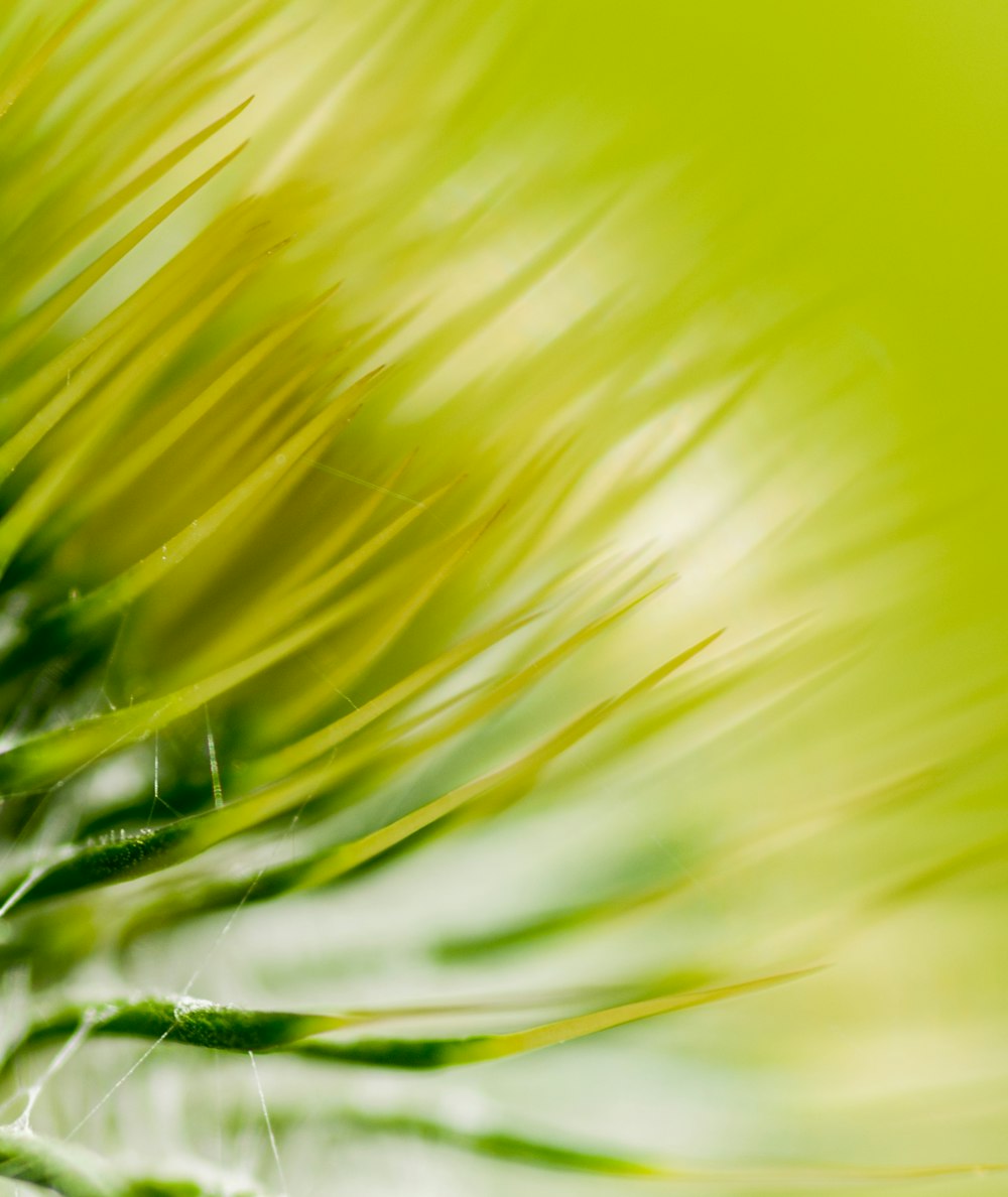 a blurry photo of a green plant