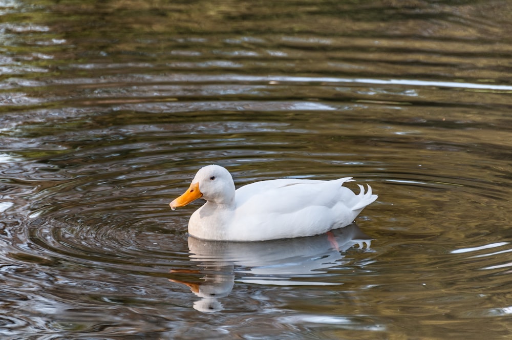 a white duck floating on top of a body of water