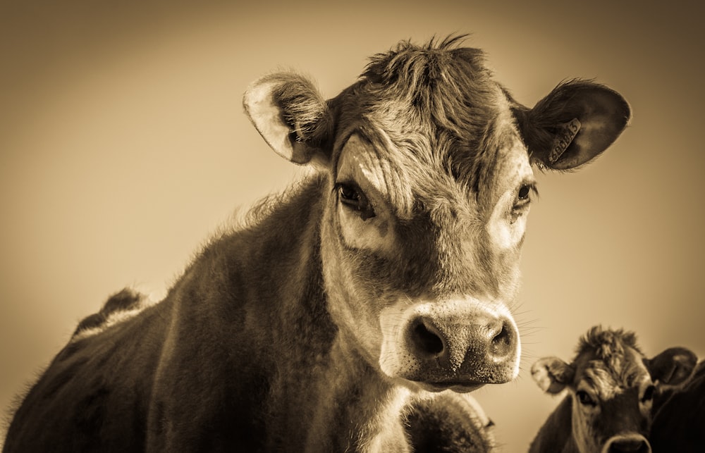 a black and white photo of two cows