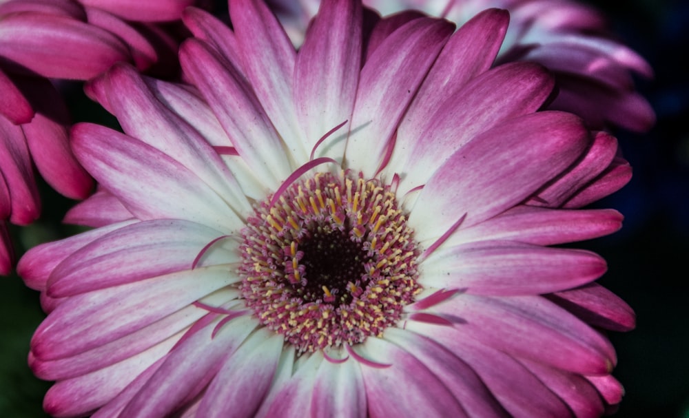 a close up of a pink flower with a white center