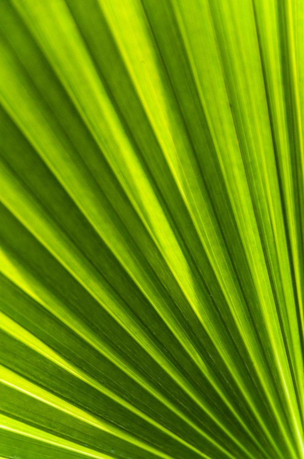 a close up view of a green leaf