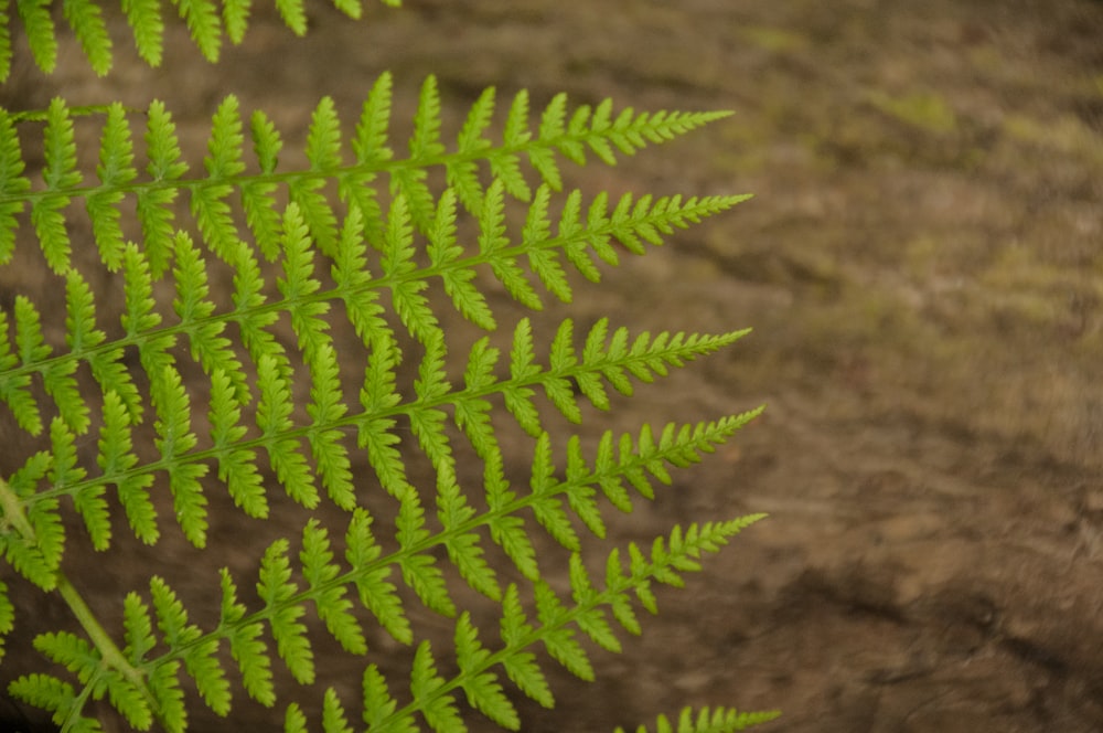 a close up of a green plant on a dirt ground