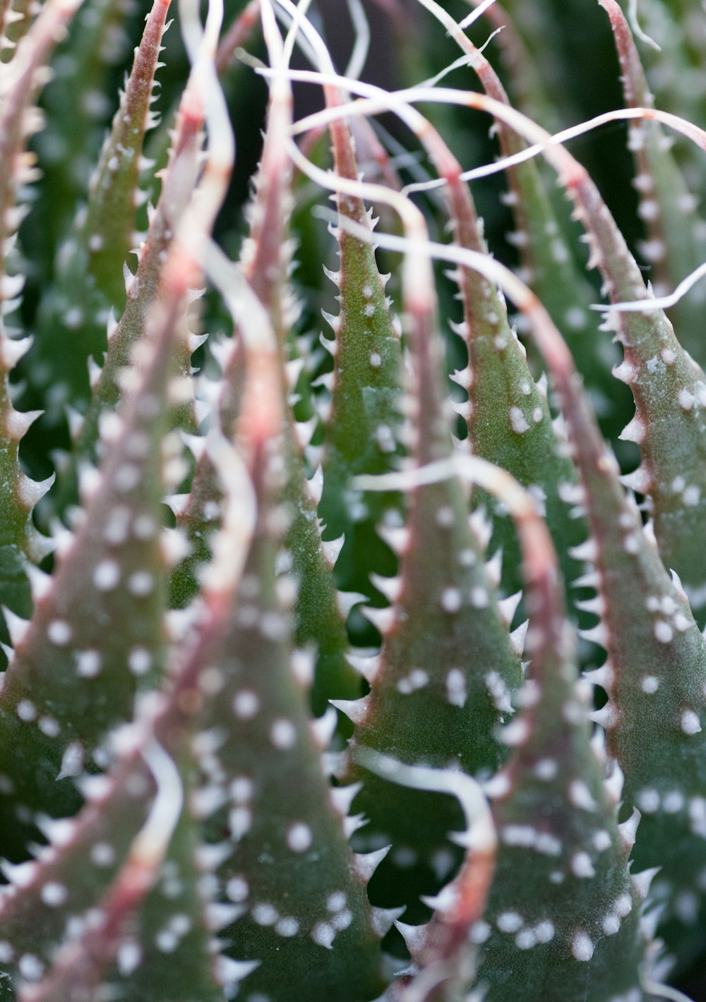 a close up of a green plant with white dots