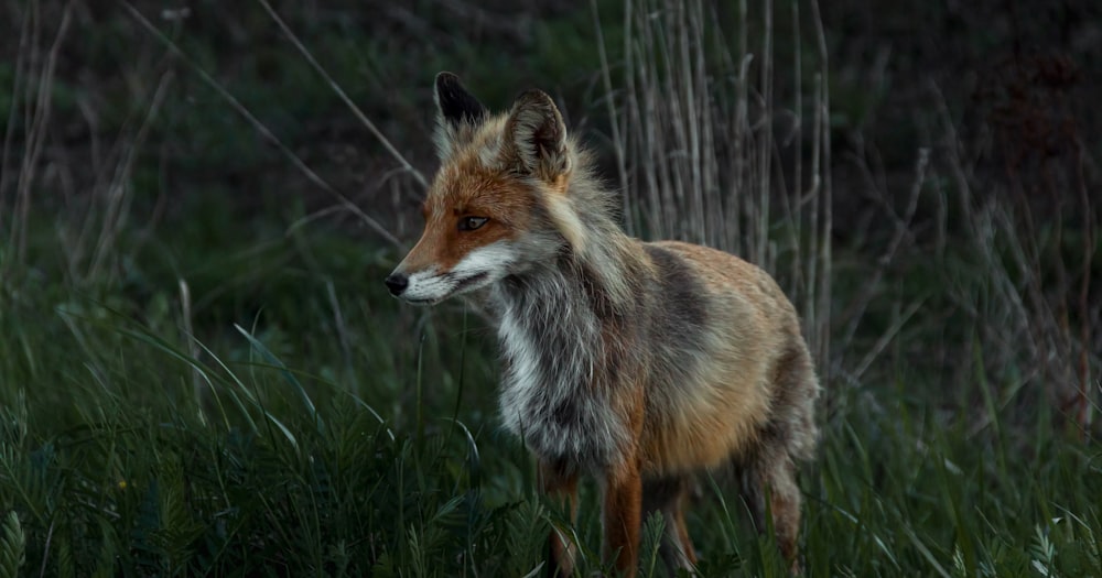 a red fox standing in a field of tall grass