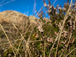 Close-up of wildflowers blooming amid dry soil, adding color to the landscape.