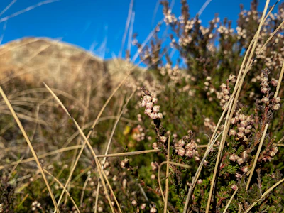 Close-up of wildflowers blooming amid dry soil, adding color to the landscape.