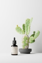 A small dark dropper bottle labeled 'LBL Cosmetic Label' is placed on a white surface. Behind it, a green cactus with multiple pads is situated in a gray pot. The background is minimalistic and light-colored, creating a clean and serene atmosphere.