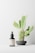A small dark dropper bottle labeled 'LBL Cosmetic Label' is placed on a white surface. Behind it, a green cactus with multiple pads is situated in a gray pot. The background is minimalistic and light-colored, creating a clean and serene atmosphere.