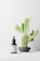 A small dark dropper bottle labeled 'LBL Cosmetic Label' is placed on a white surface. Behind it, a green cactus with multiple pads is situated in a gray pot. The background is minimalistic and light-colored, creating a clean and serene atmosphere.