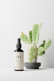 A dark spray bottle with a beige label sits on a clean surface. The label displays 'LBL Cosmetic Label.' Behind the bottle, there is a small cactus plant with green pads and a few spines, placed in a simple gray pot.