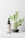 A dark spray bottle with a beige label sits on a clean surface. The label displays 'LBL Cosmetic Label.' Behind the bottle, there is a small cactus plant with green pads and a few spines, placed in a simple gray pot.