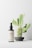 A dark spray bottle with a beige label sits on a clean surface. The label displays 'LBL Cosmetic Label.' Behind the bottle, there is a small cactus plant with green pads and a few spines, placed in a simple gray pot.
