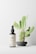 A dark spray bottle with a beige label sits on a clean surface. The label displays 'LBL Cosmetic Label.' Behind the bottle, there is a small cactus plant with green pads and a few spines, placed in a simple gray pot.
