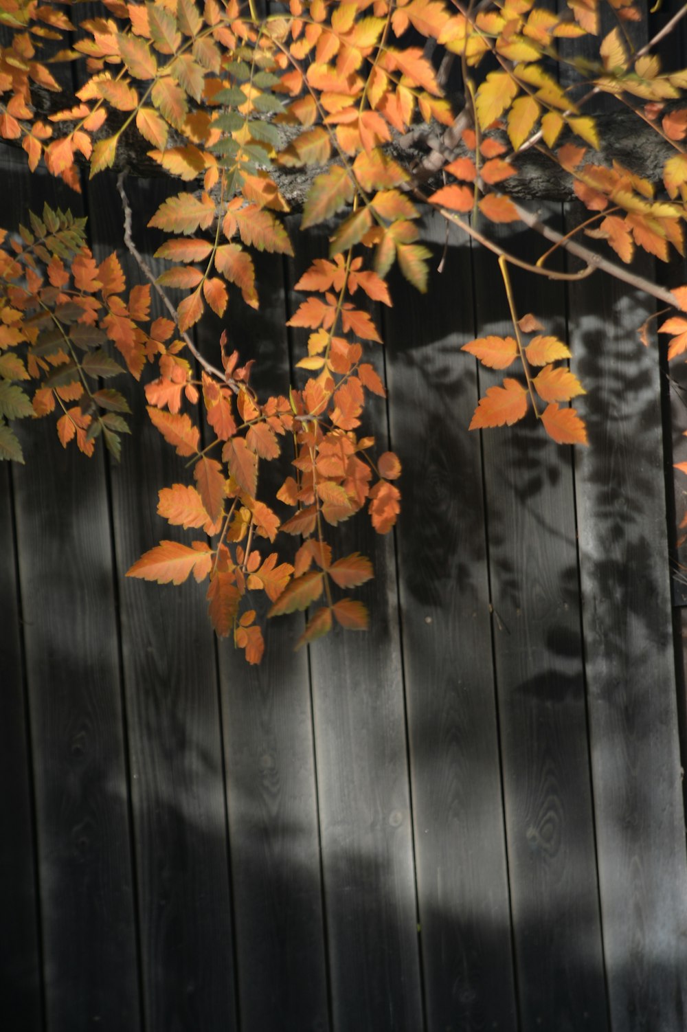 a tree with orange leaves in front of a wooden fence