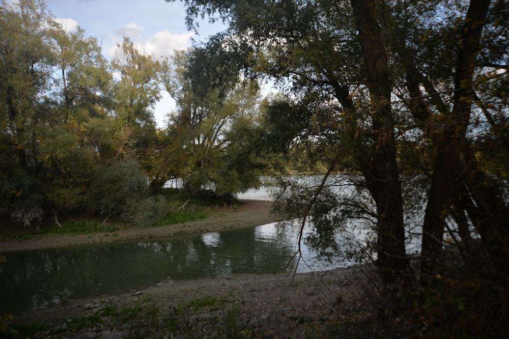 a body of water surrounded by trees and grass