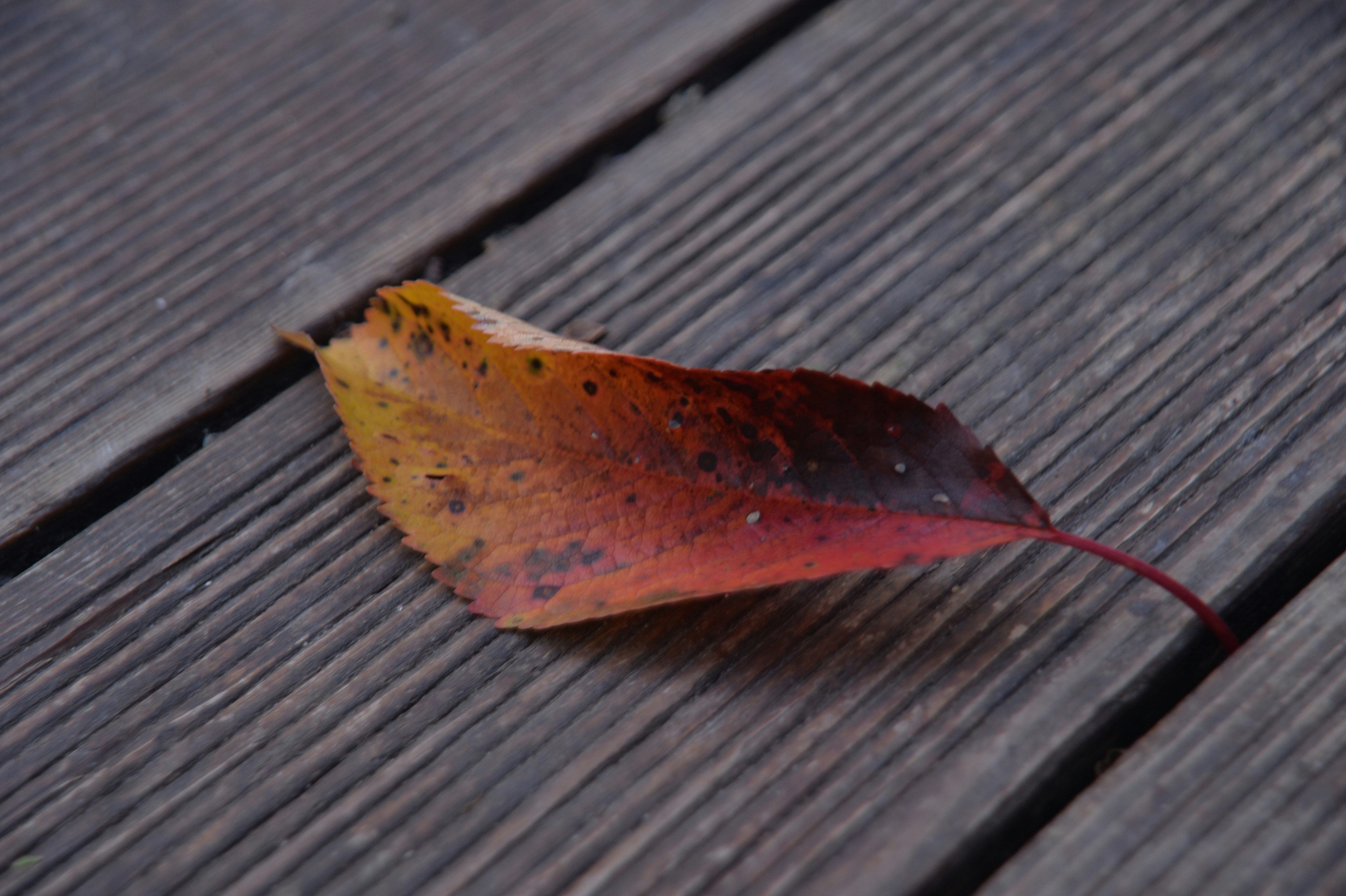 Photo by baliko_andras