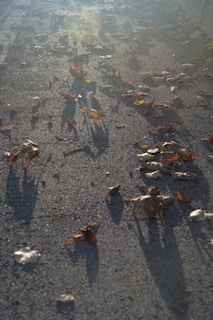 Warm afternoon sunlight casting shadows over a clean-up in progress, with leaves being raked.