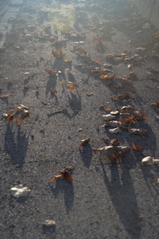 Sunlit autumn leaves scattered on a pavement, casting long shadows. The light is soft and filtered, creating a serene atmosphere.