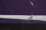 A close-up of a wall with significant cracks in the purple paint. The wall features a white horizontal stripe in the middle. There are patches where the paint is peeling off, revealing a beige color underneath.