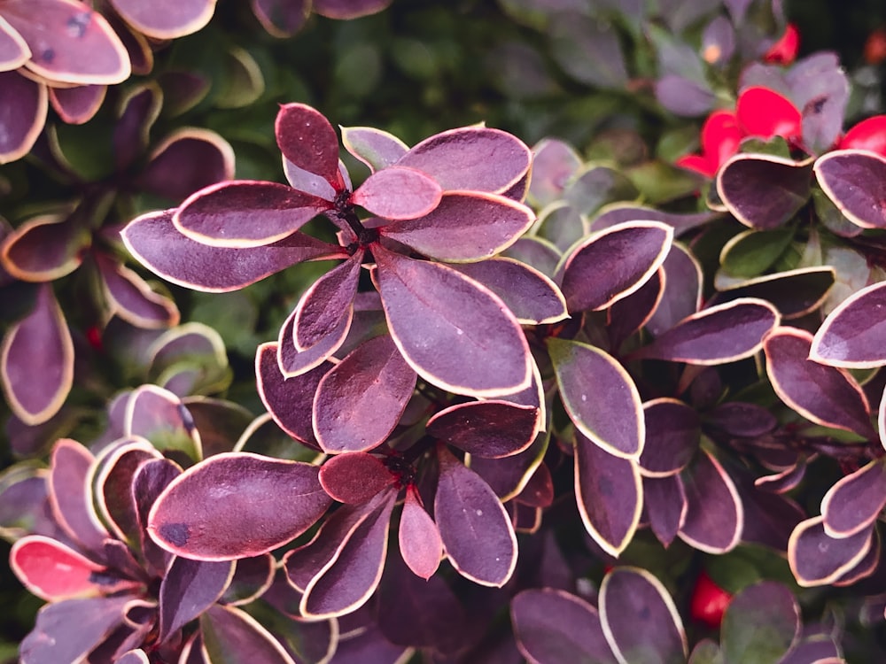 a close up of a bunch of purple flowers