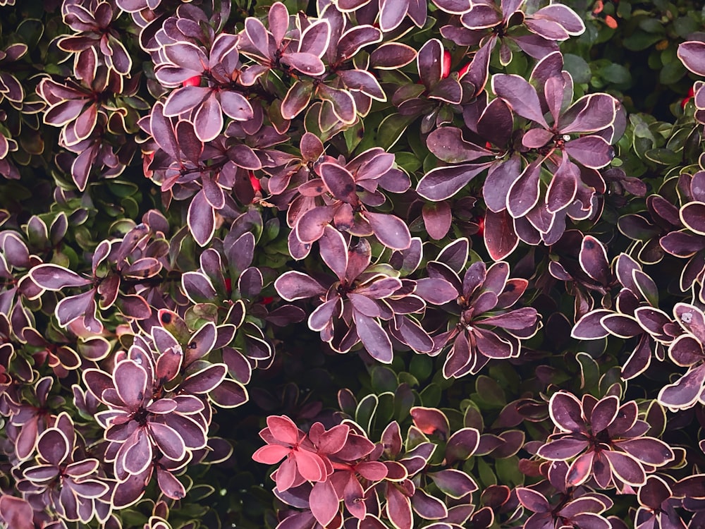 a close up of a bunch of purple flowers