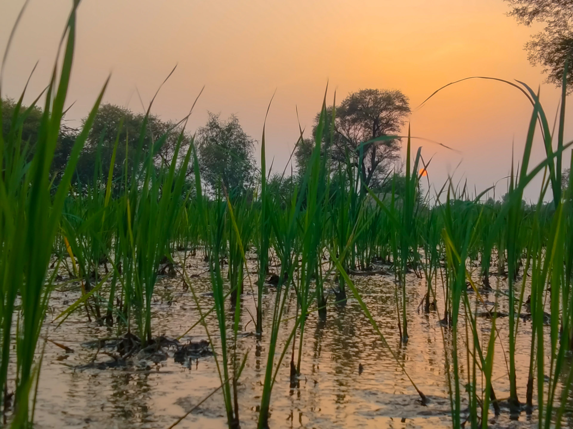 A serene farm field in Mithila at sunrise, with farmers gently harvesting fresh makhana pods from the pond.