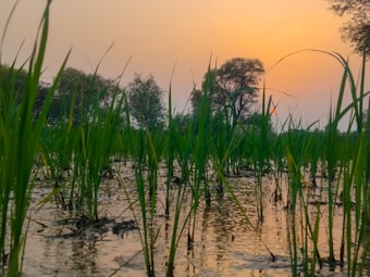 A serene agricultural field with vibrant green rice plants growing in water, set against a backdrop of trees. The sunset casts a warm orange glow across the landscape, creating reflections in the water.