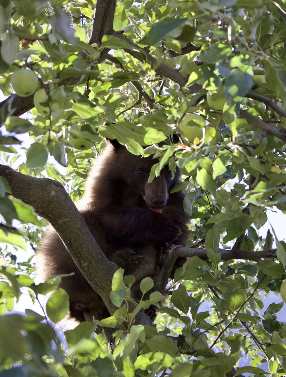 Un mono está sentado en un árbol comiendo