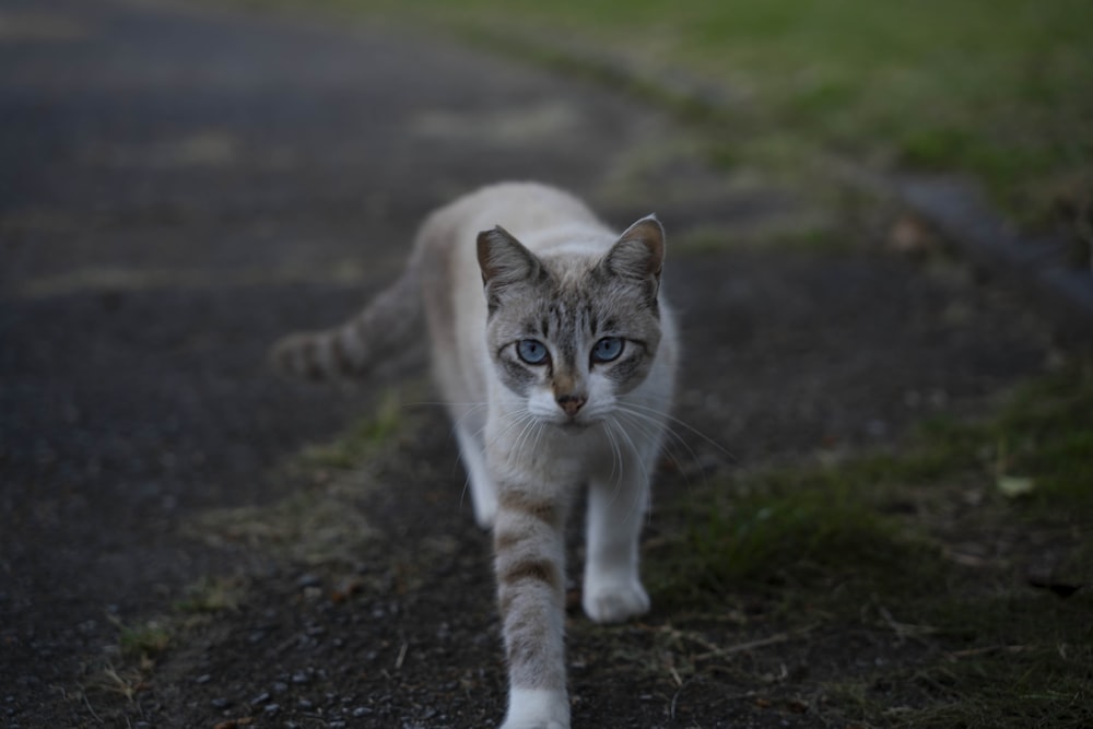 um gato andando por uma estrada com um fundo desfocado