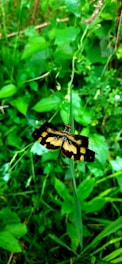 A dragonfly with intricate black and yellow patterns on its wings perches on a long, slender grass blade. The background is a lush green, formed by dense foliage and various shades of green leaves, indicating a natural and vibrant setting.