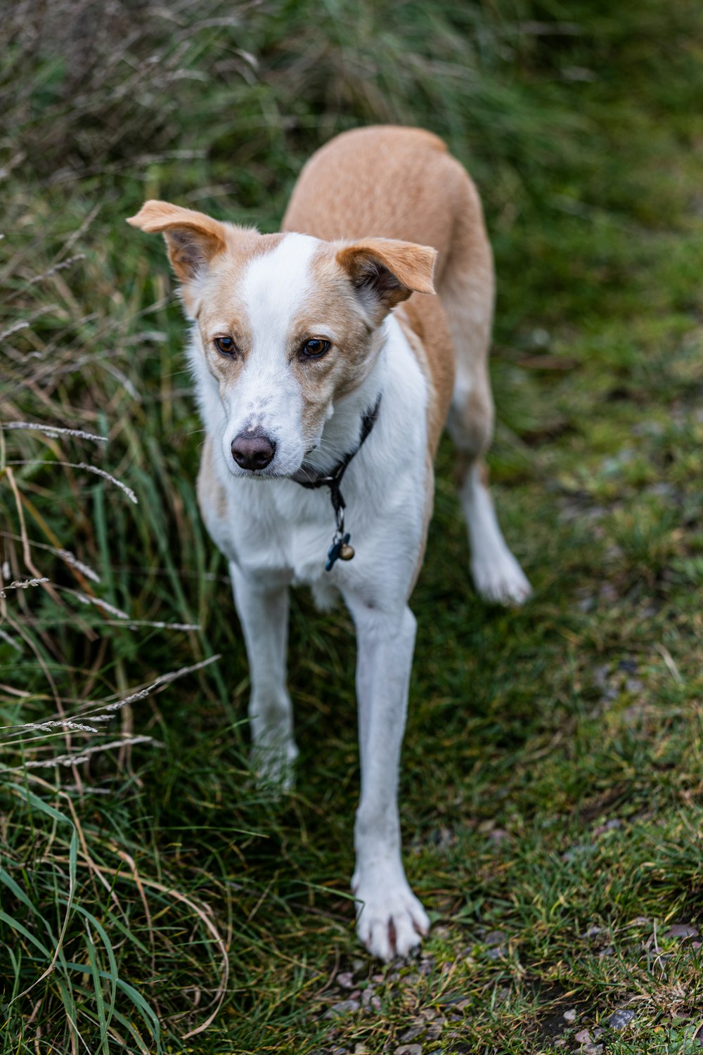 a brown and white dog standing on top of a grass covered field