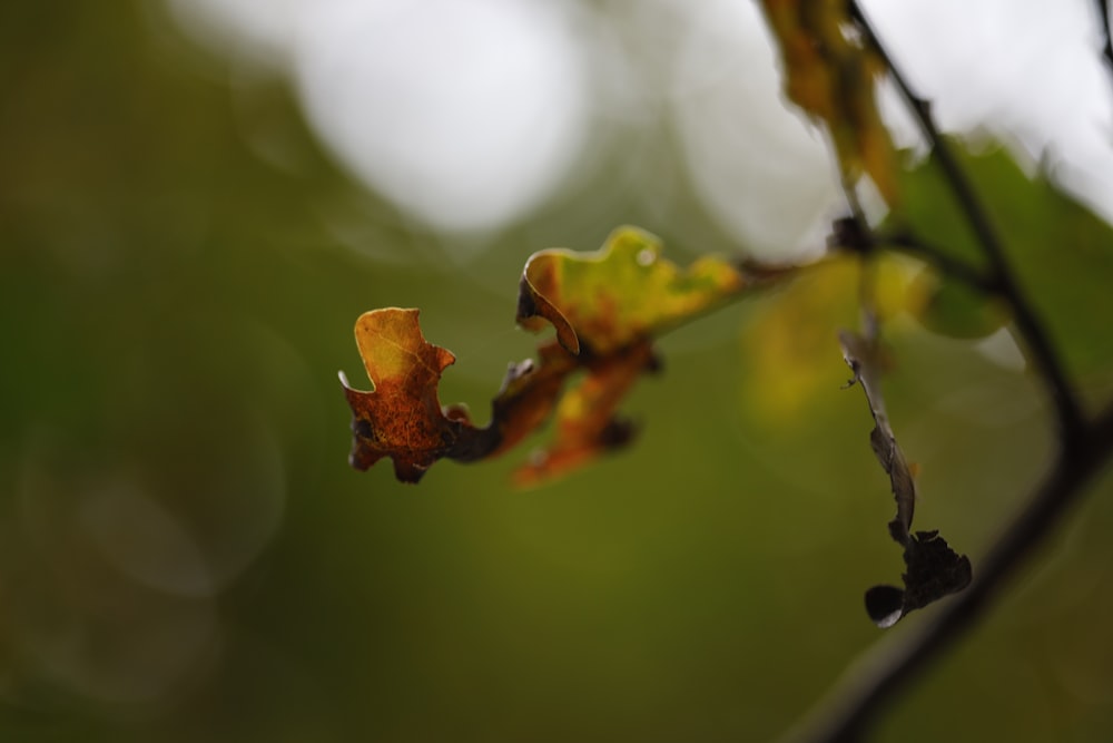 a close up of a leaf on a tree