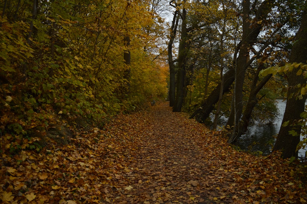 a leaf covered path in a wooded area next to a body of water
